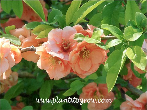 nice double, peach colored flower